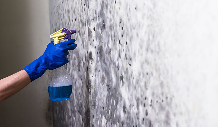 5 Reasons You Should Leave Mold Remediation to the Professionals