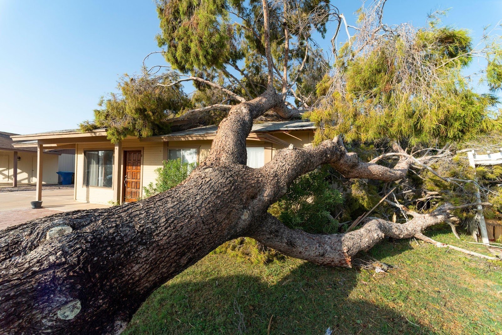A large tree lies across a house causing significant damage to the roof and surrounding area