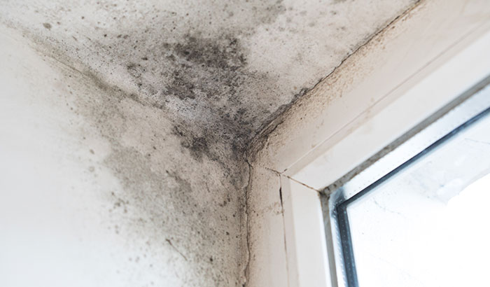 X Signs of Mold Poisoning You Need to Know About
