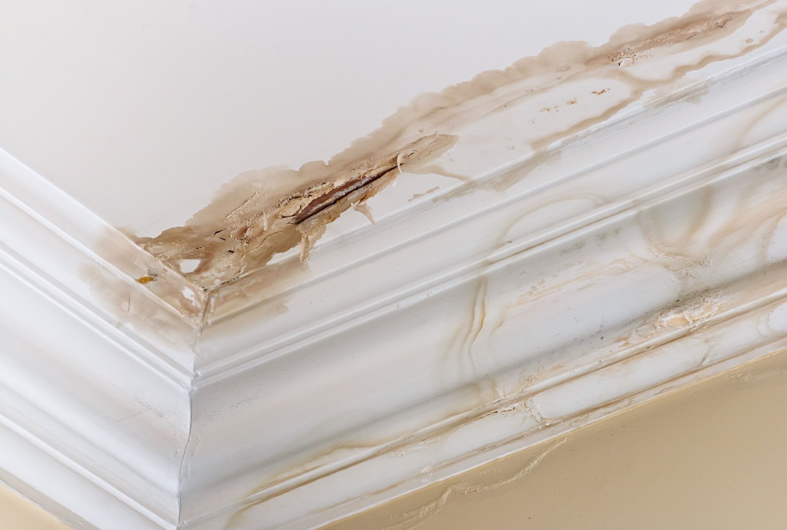 Severe water damage on a white crown molding and ceiling with brown staining and cracked, peeling paint.
