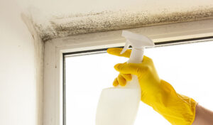 Preventing Mold: 20 Things You Can Do Today to Prevent Mold