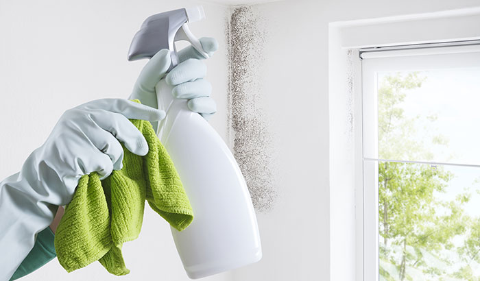6 Signs Your House Has Mold