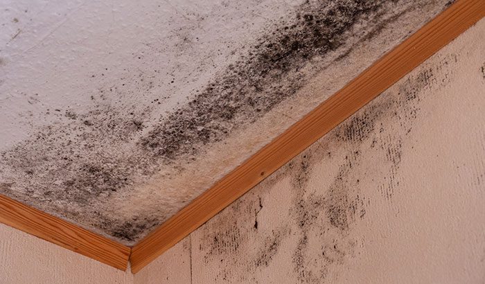 Here's What You Can Expect When Removing Mold