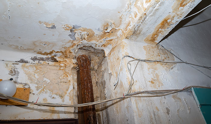 I Have Mold in My Drywall – What Do I Do Next?