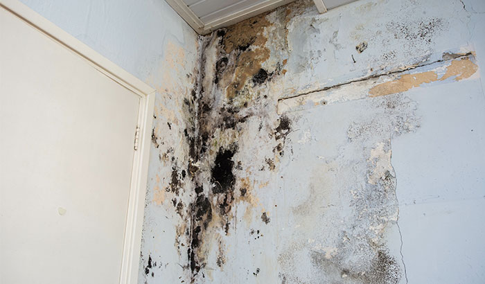 How Bad Is The Mold Damage? Here's How to Tell