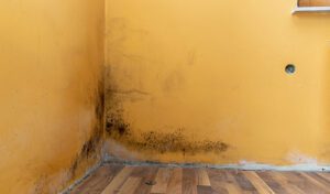 5 Reasons You Should Seek a Professional For Your Mold Remediation Needs