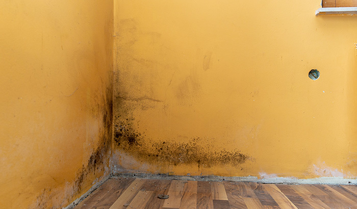 5 Reasons You Should Seek a Professional For Your Mold Remediation Needs