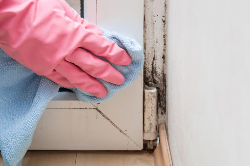 Mold Remediation: Disinfecting and Cleaning the Area