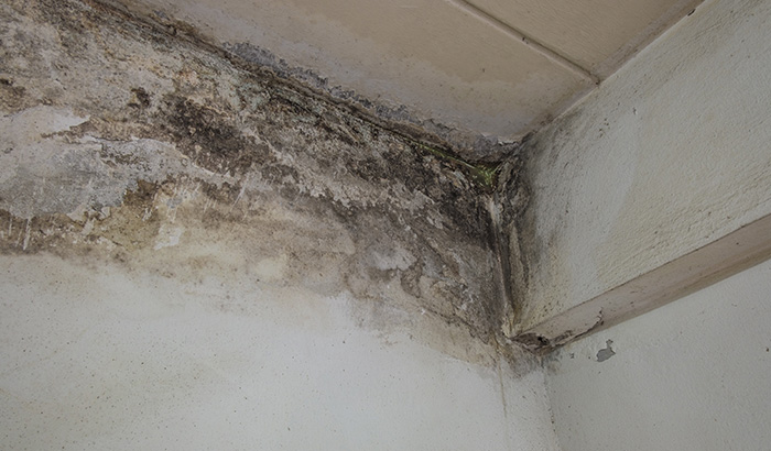 Recognizing Hidden Signs of Mold in Your Home