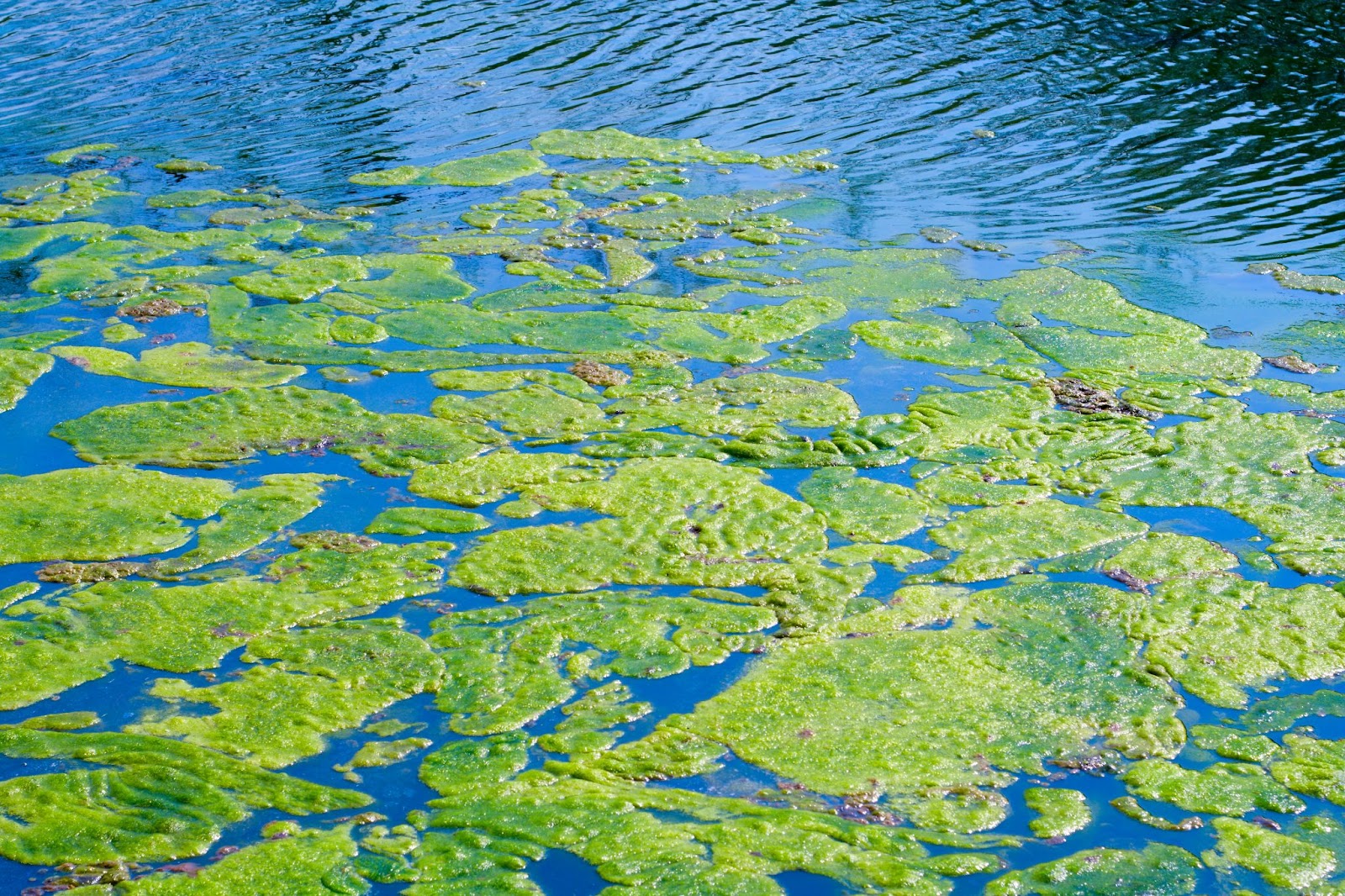 A pond covered in green algae, indicating sewage damage