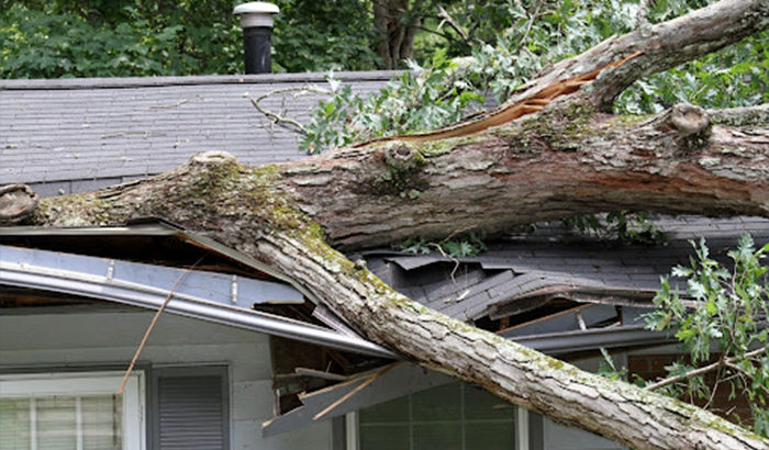 An uprooted tree leans over a house after being torn from its roots and dislodged from the roof.