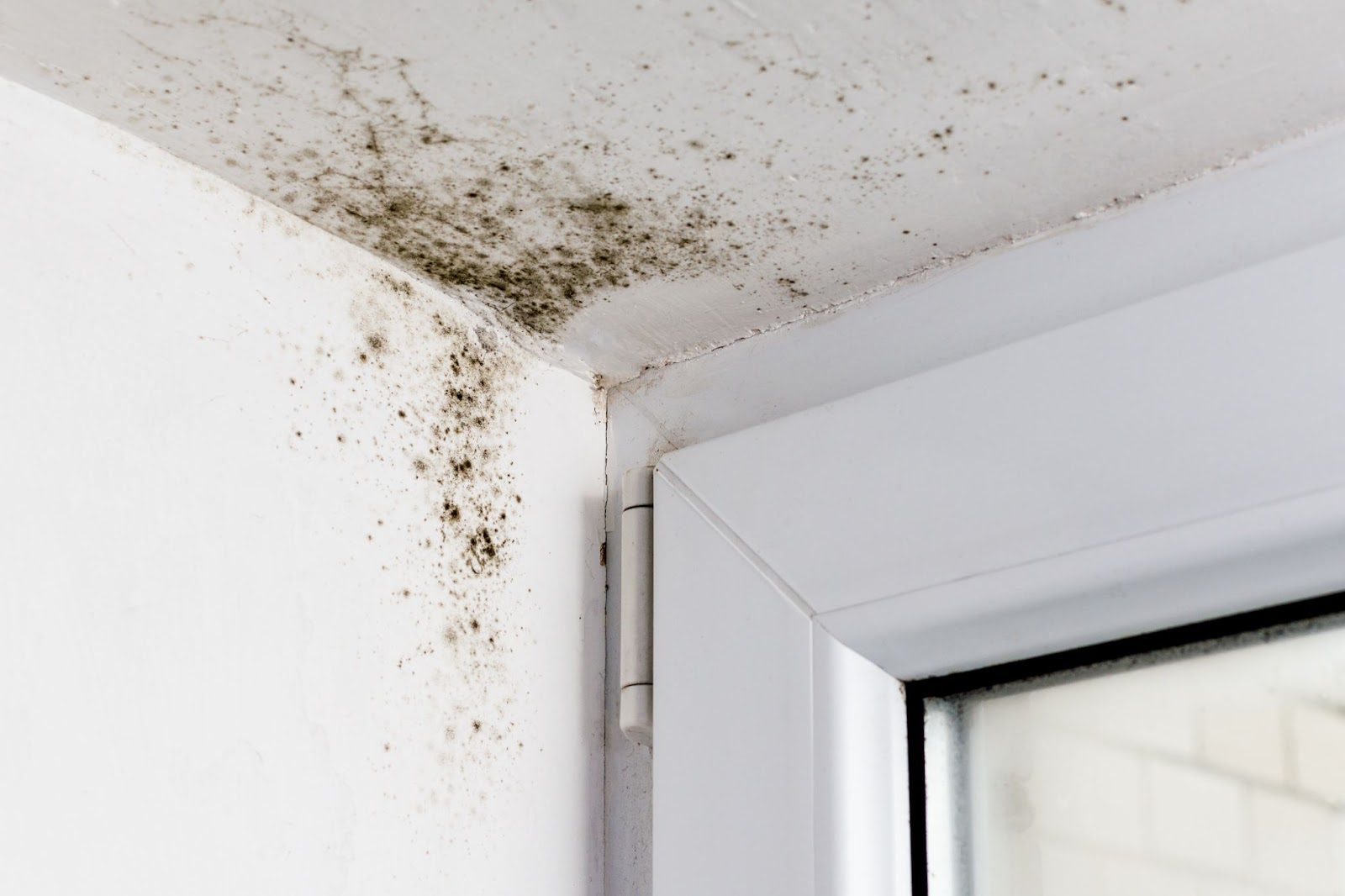 Mold on wall in room with window, addressing water damage, mold, mildew, water damage cleanup.