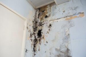 Mold on a wall with a door in the background suggests dampness issues