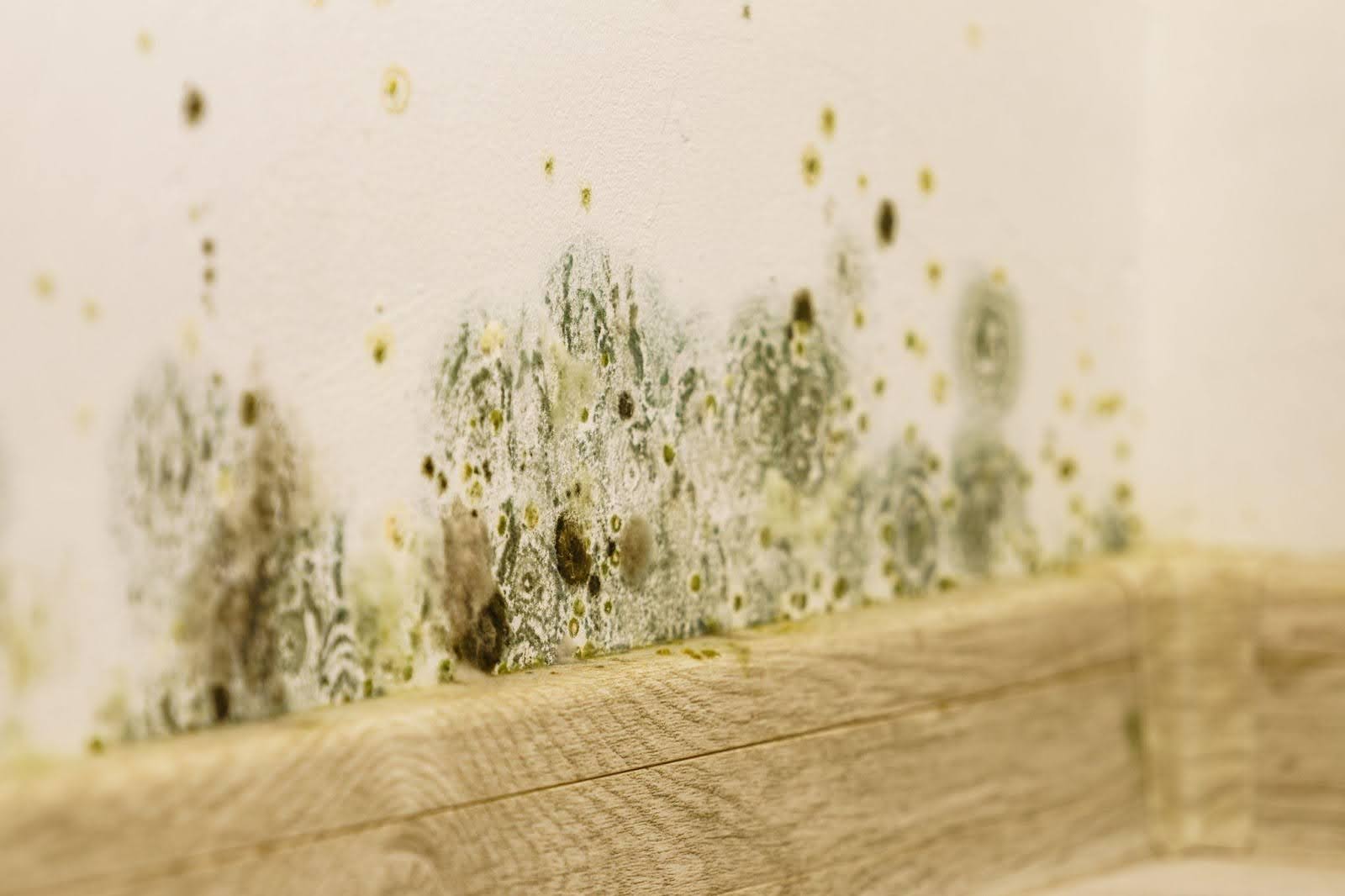 A bathroom wall covered in mold, showcasing the texture against a polished wooden floor