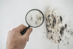 A man inspects wall mold with a magnifying glass, emphasizing its details