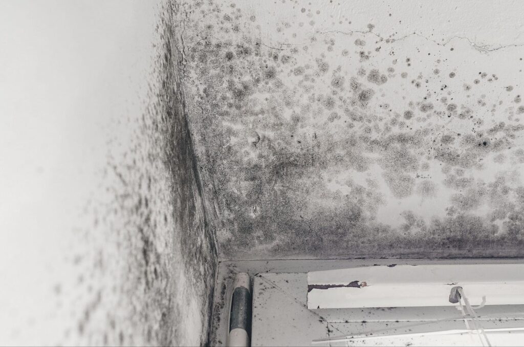 Close-up of mold on a wall featuring irregular dark spots and a damp appearance