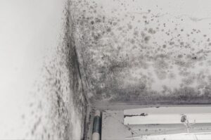 Close-up of mold on a wall featuring irregular dark spots and a damp appearance