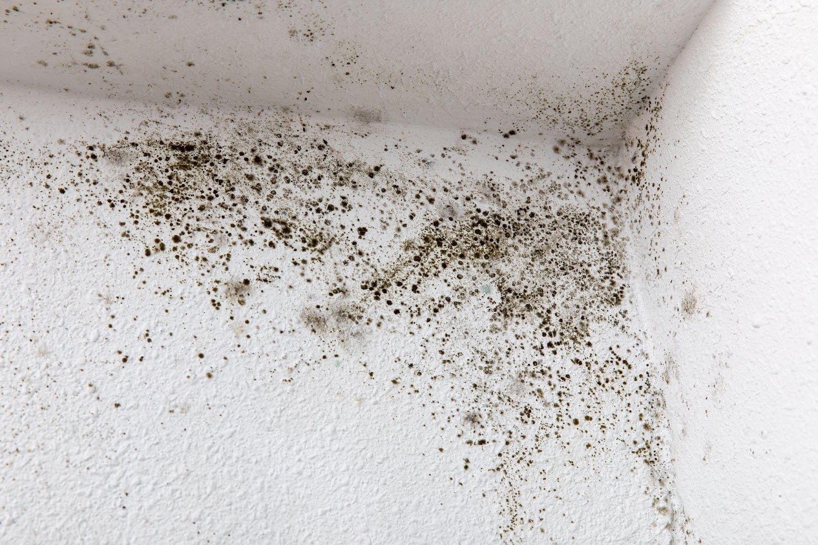Mold growth on the wall of a room showing dark patches and a textured surface