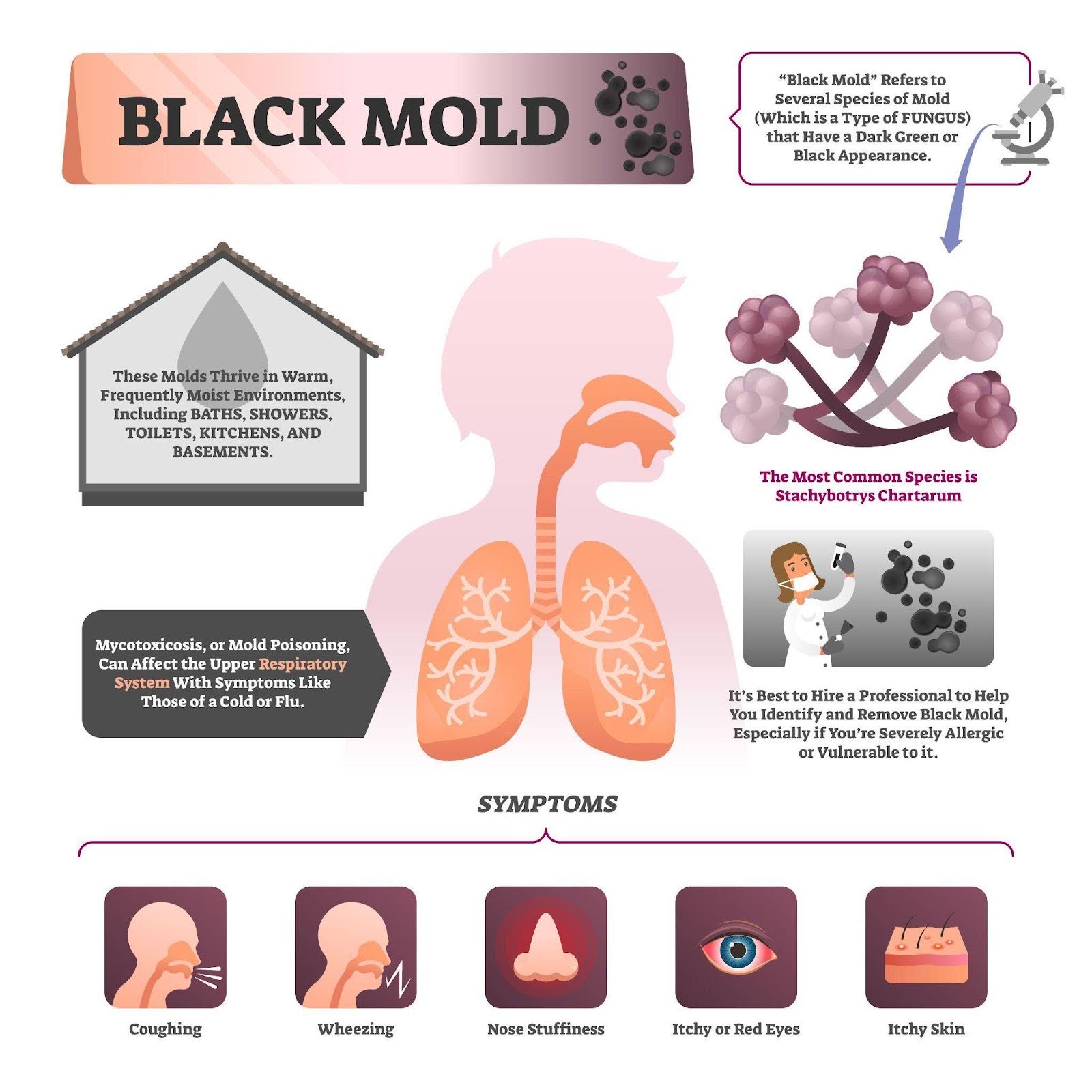 Visual guide detailing black mold types health risks and prevention methods in homes