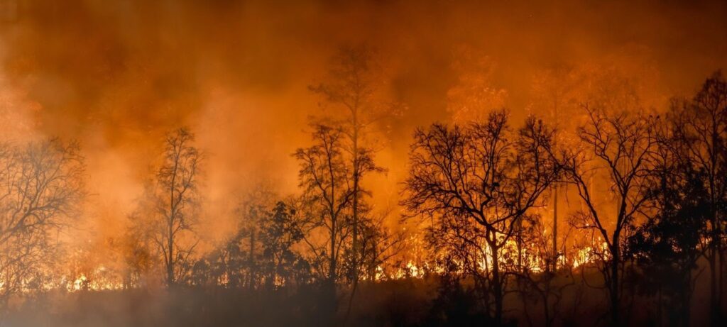 A bushfire rages in the background with trees engulfed in flames and smoke billowing into the sky
