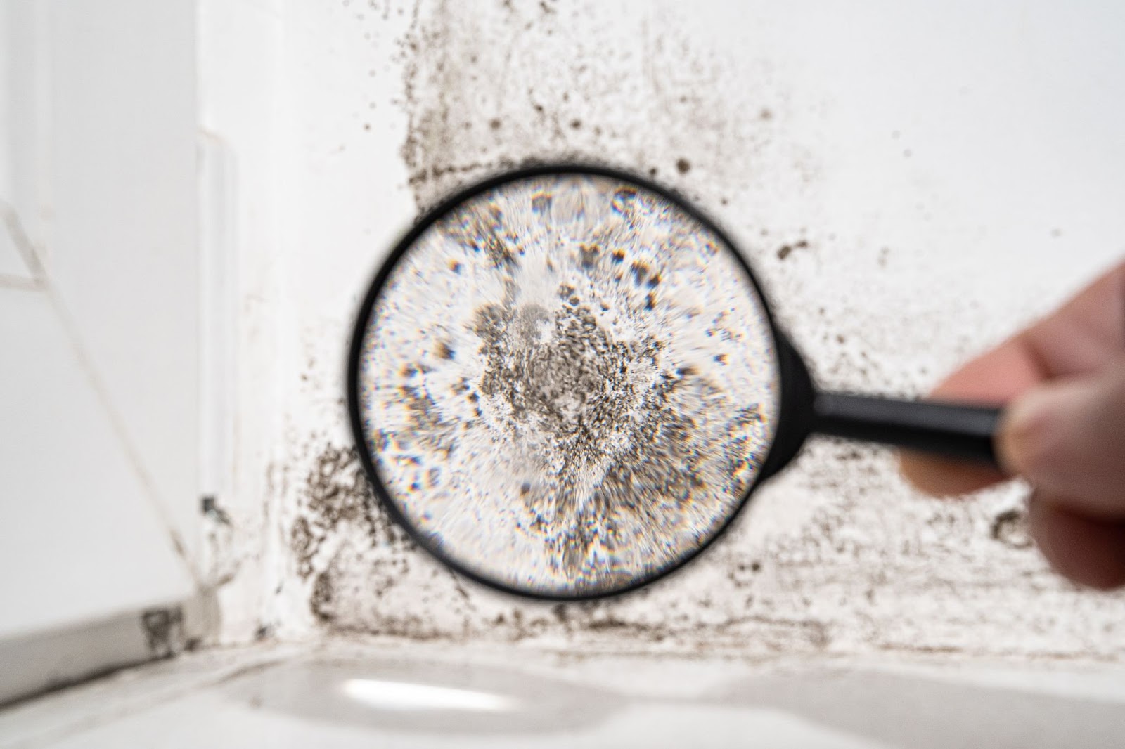 Magnifying glass zooms in on black mold spores sprouting across a white wall, revealing fuzzy, web-like clusters in sharp detail.