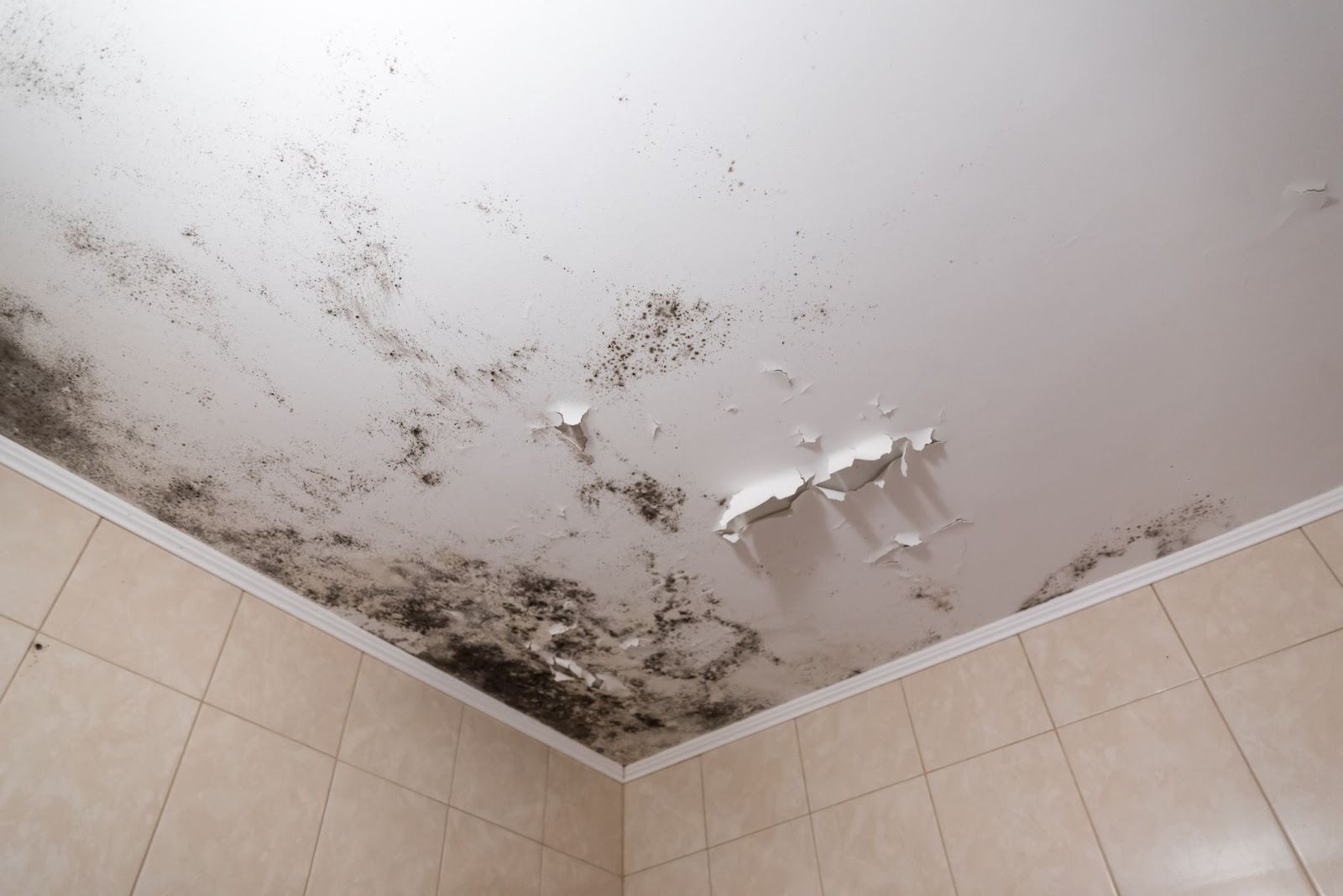 Moldy ceiling with black fungal growth, peeling paint, and water damage in a tiled corner.