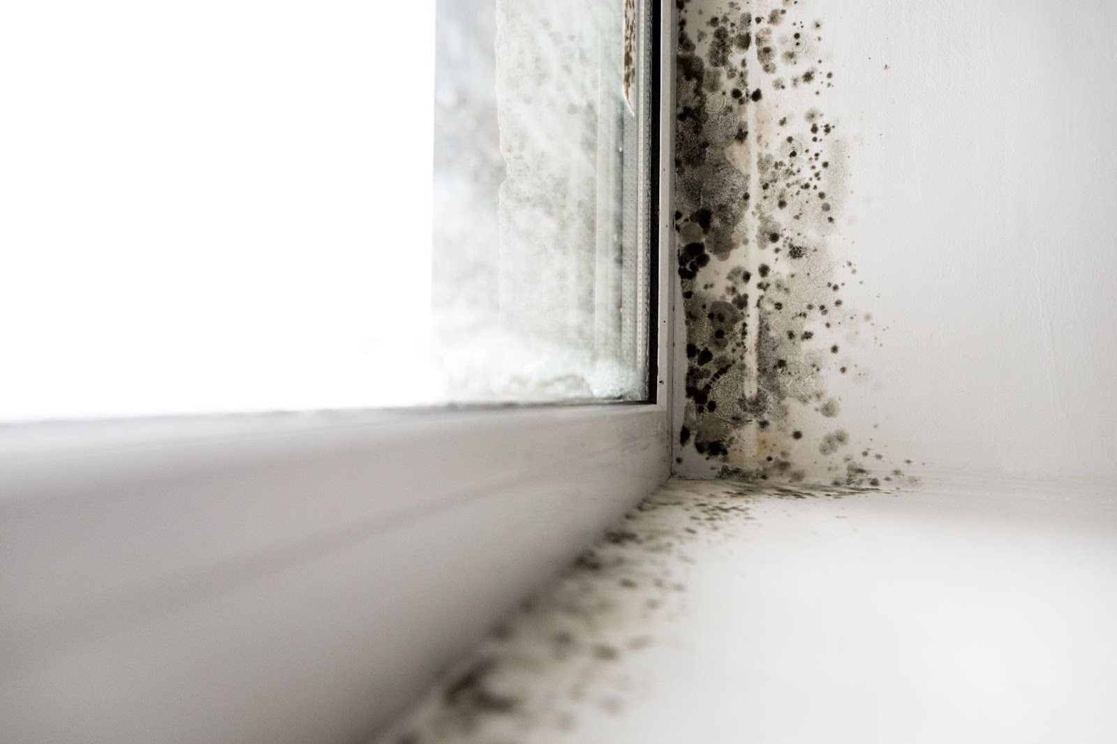 Moldy window corner with black fungal growth on white wall and sill.