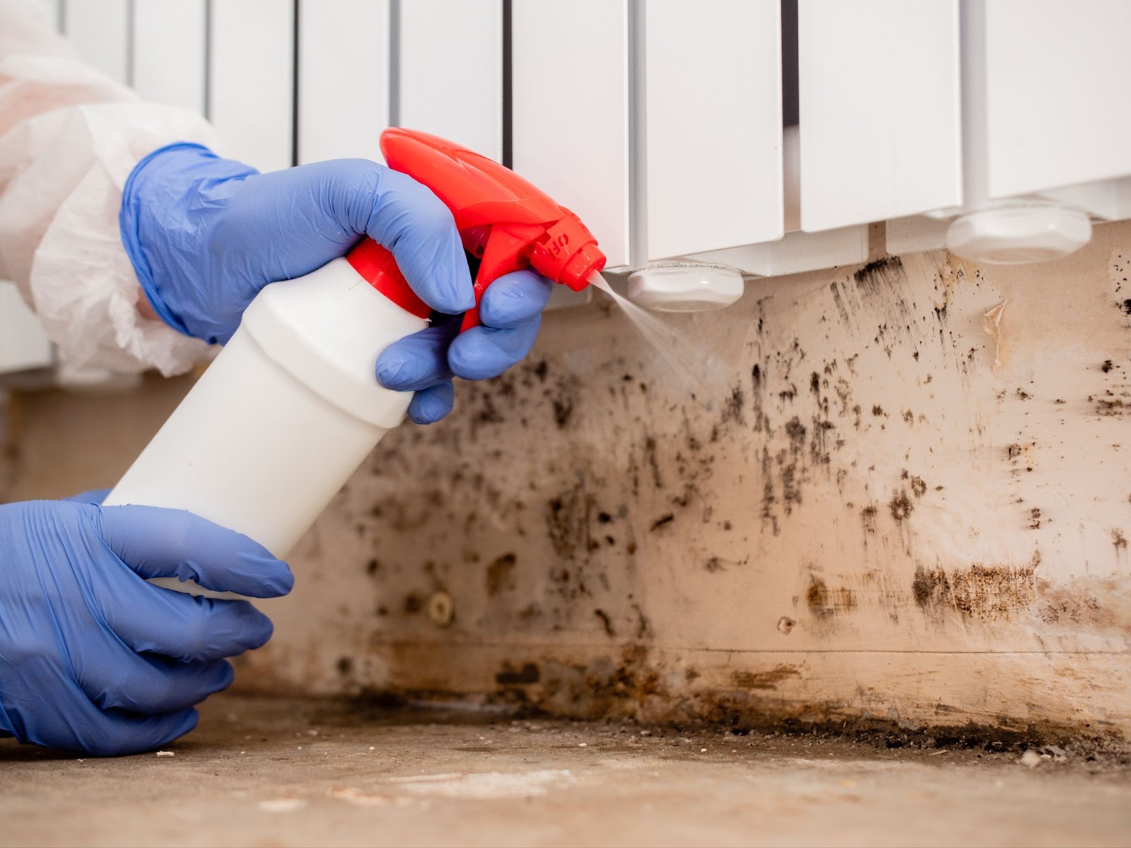 A person wearing blue gloves and a white protective suit uses a red and white spray bottle to treat black mold growing on a wall beneath a radiator.