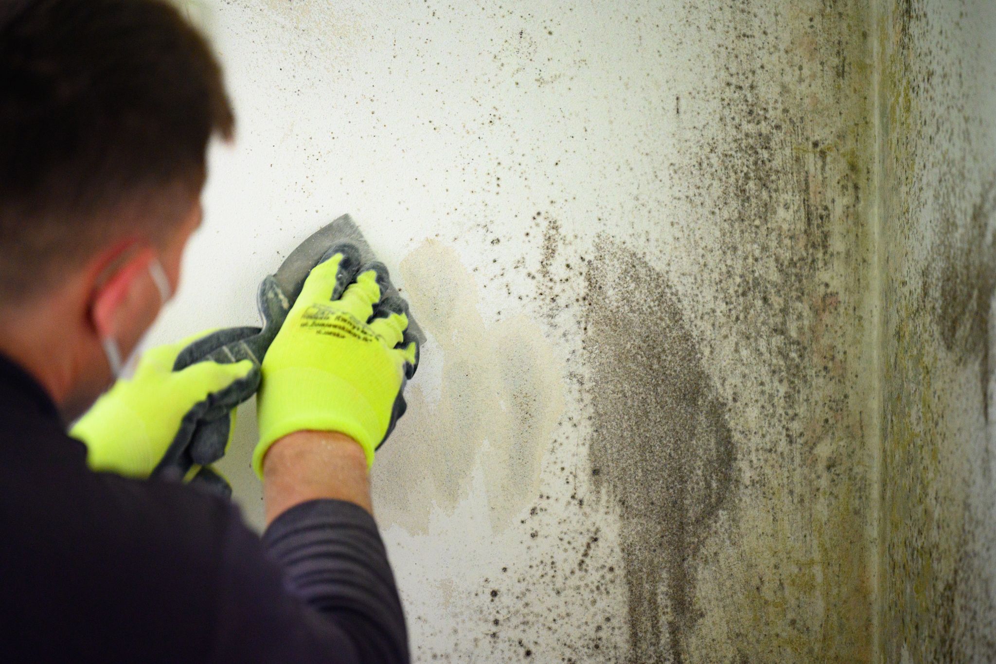A man wearing a mask and gloves scraping black mold off a wall with a putty knife.