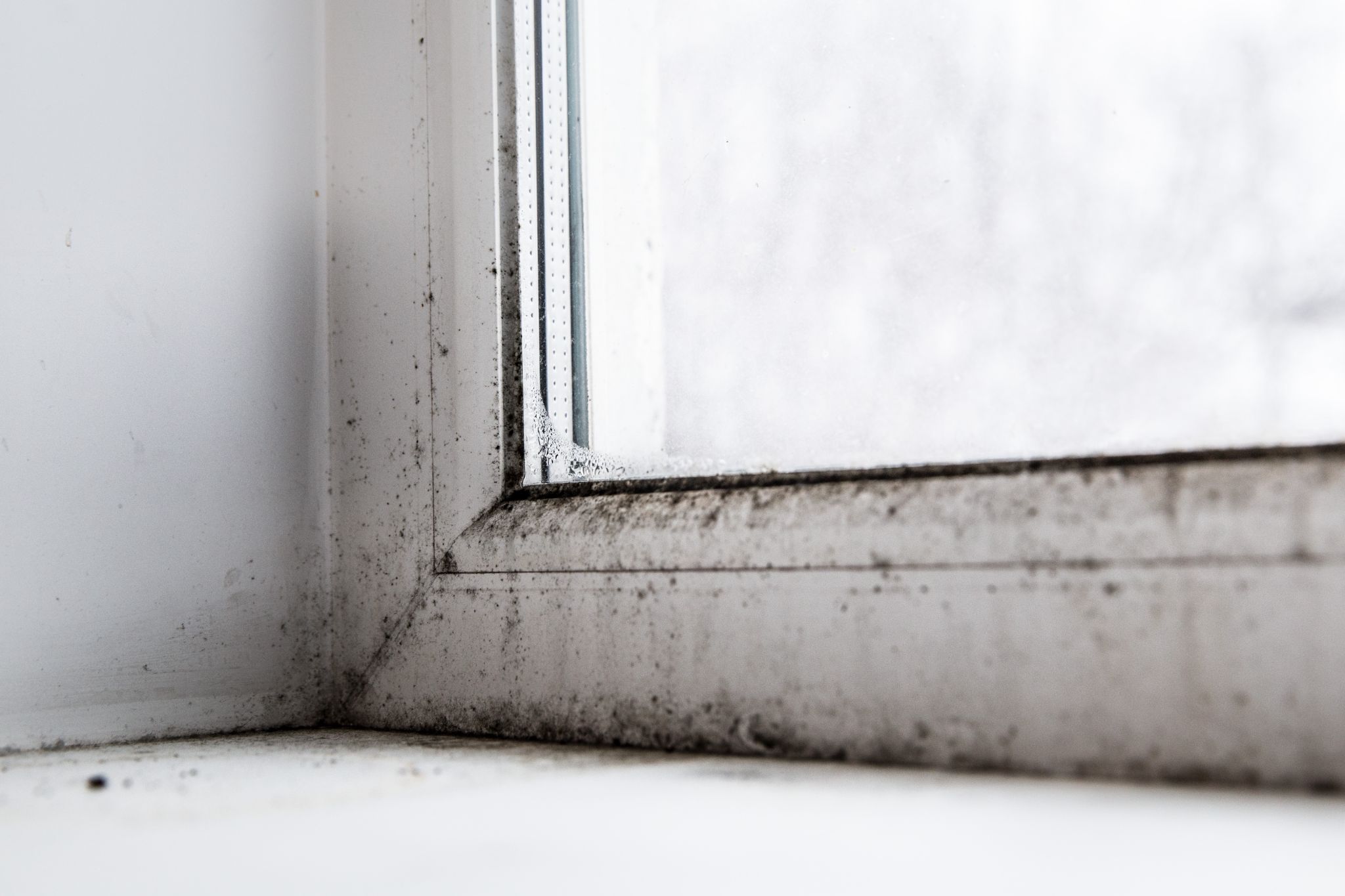 Close-up of black mold and condensation growing on a white window frame and sill.