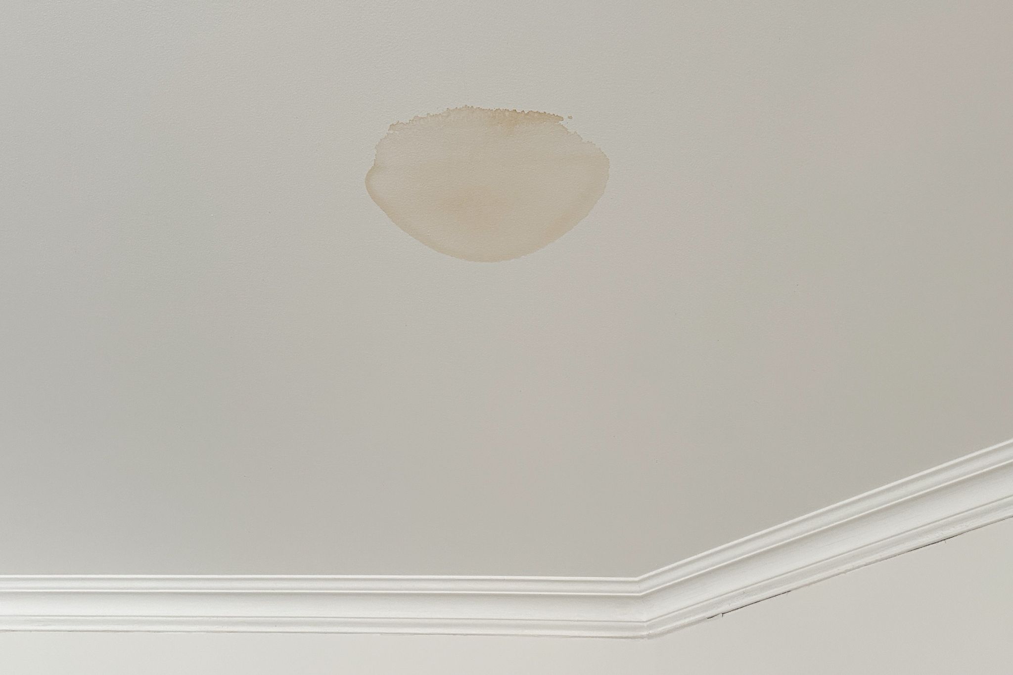 A distinct, light brown circular water stain on a flat white ceiling above white crown molding.